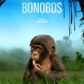 Bonobos