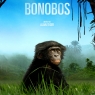 Bonobos